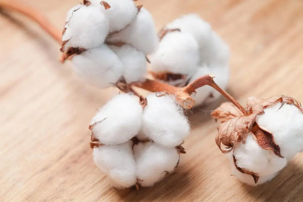 Notes de tête de Fondant parfumé - Fleur de coton